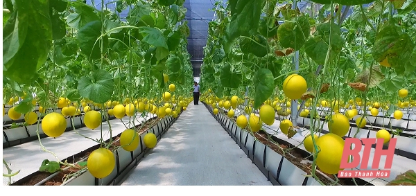 Huyện Thọ Xuân tích tụ trên 1.700 ha đất phục vụ phát triển nông nghiệp công nghệ cao
