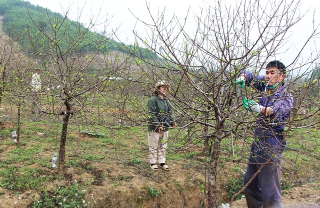 Cây đào phai ở xã Xuân Du cho doanh thu gần 50 tỷ đồng/năm