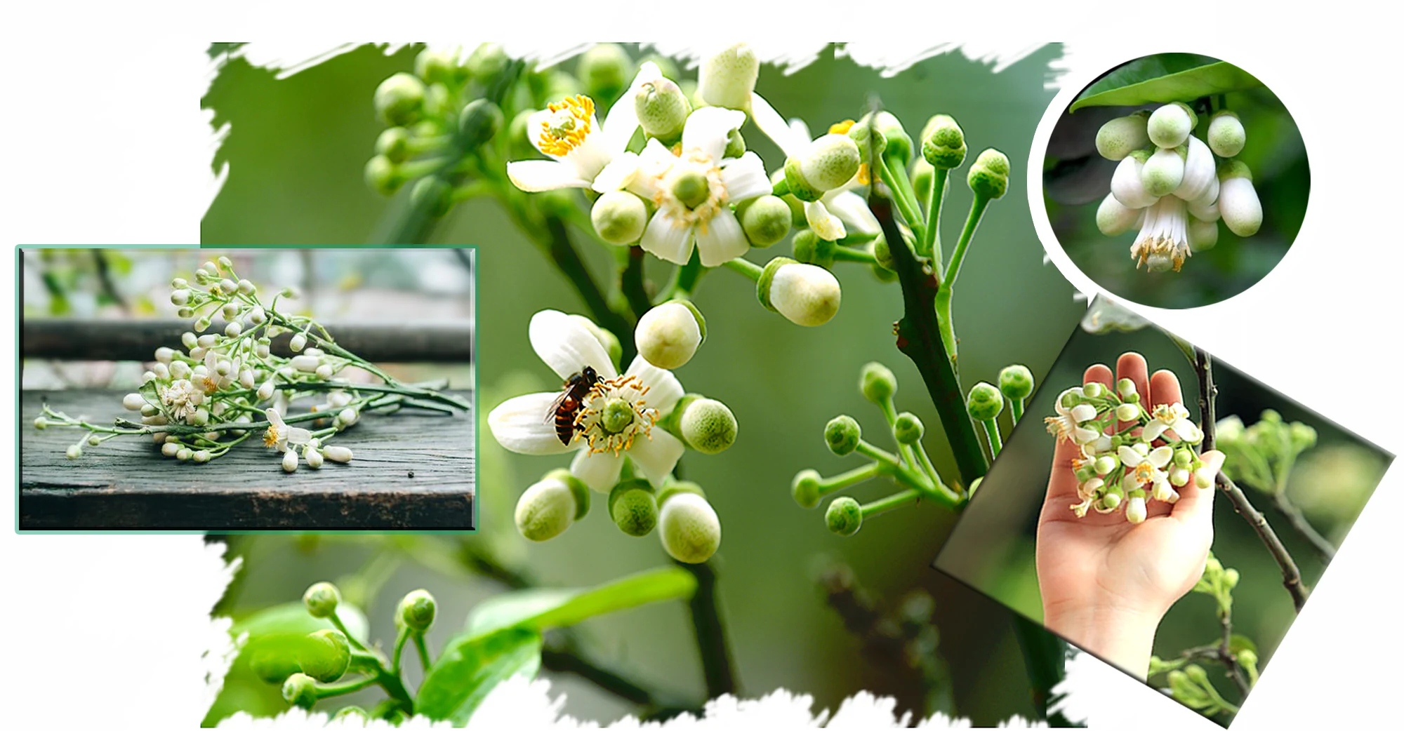 Ký ức mùa hoa bưởi