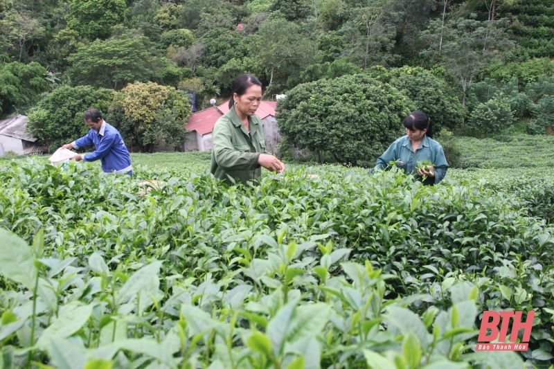 Chè búp sạch Bình Sơn: Từ thu hoạch đến chế biến