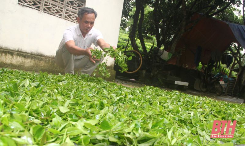 Chè búp sạch Bình Sơn: Từ thu hoạch đến chế biến