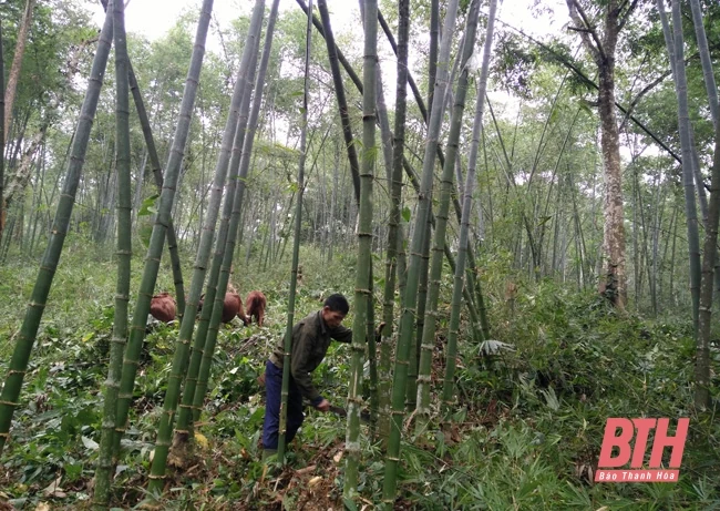 Nâng cao hiệu quả vốn tín dụng phát triển nông nghiệp nông thôn tại huyện Lang Chánh