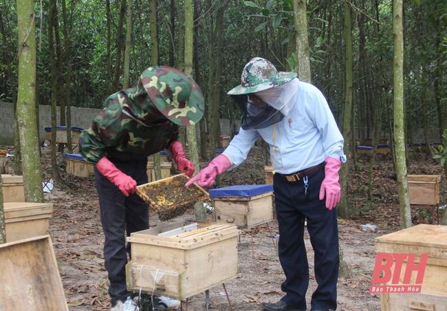 Hiệu quả mô hình nuôi ong tại xã Định Hải