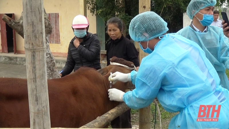 Thị xã Nghi Sơn tăng cường phòng, chống dịch bệnh viêm da nổi cục trên trâu, bò