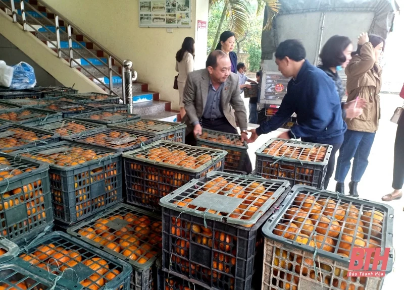 Hội Nông dân tỉnh “giải cứu” cam Hà Giang
