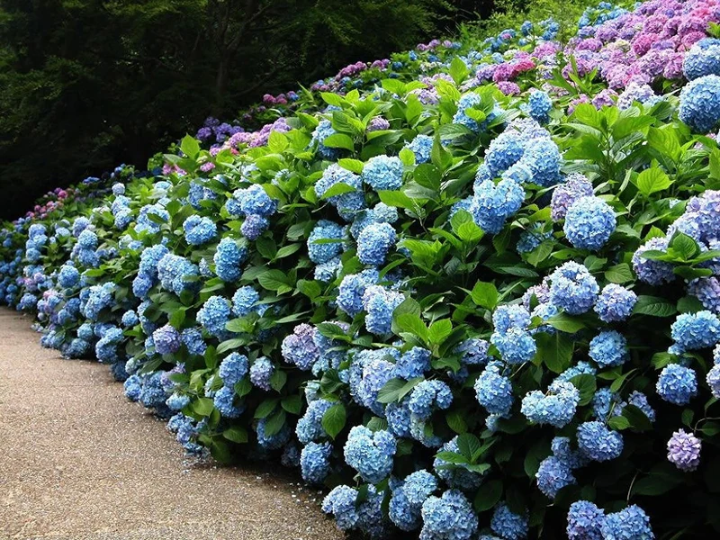 Đại tiệc mùa hè với pháo hoa, lễ hội sôi động sắp diễn ra tại FLC Sầm Sơn