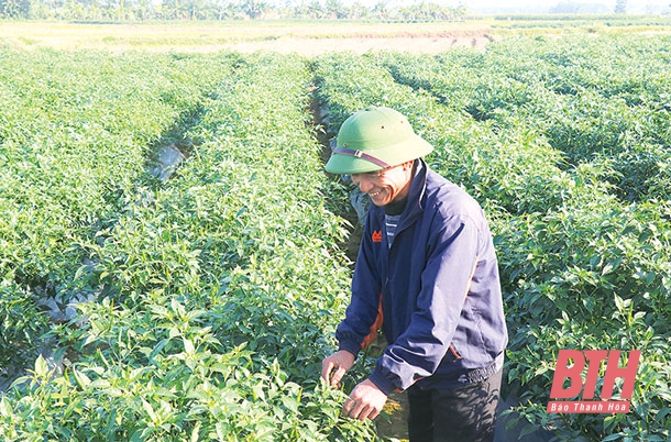 Huyện Thiệu Hóa đẩy mạnh liên kết sản xuất nông nghiệp