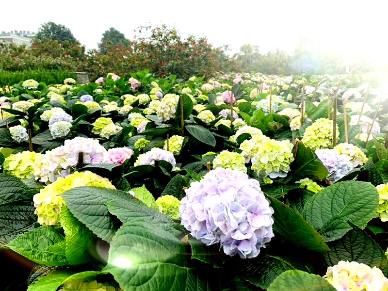 Sầm Sơn chuẩn bị khai mạc Lễ hội “Vũ khúc biển và hoa” với pháo hoa, nhạc hội sôi động và hơn thế nữa