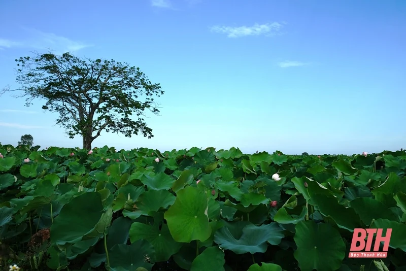 Cánh sen ngày hạ