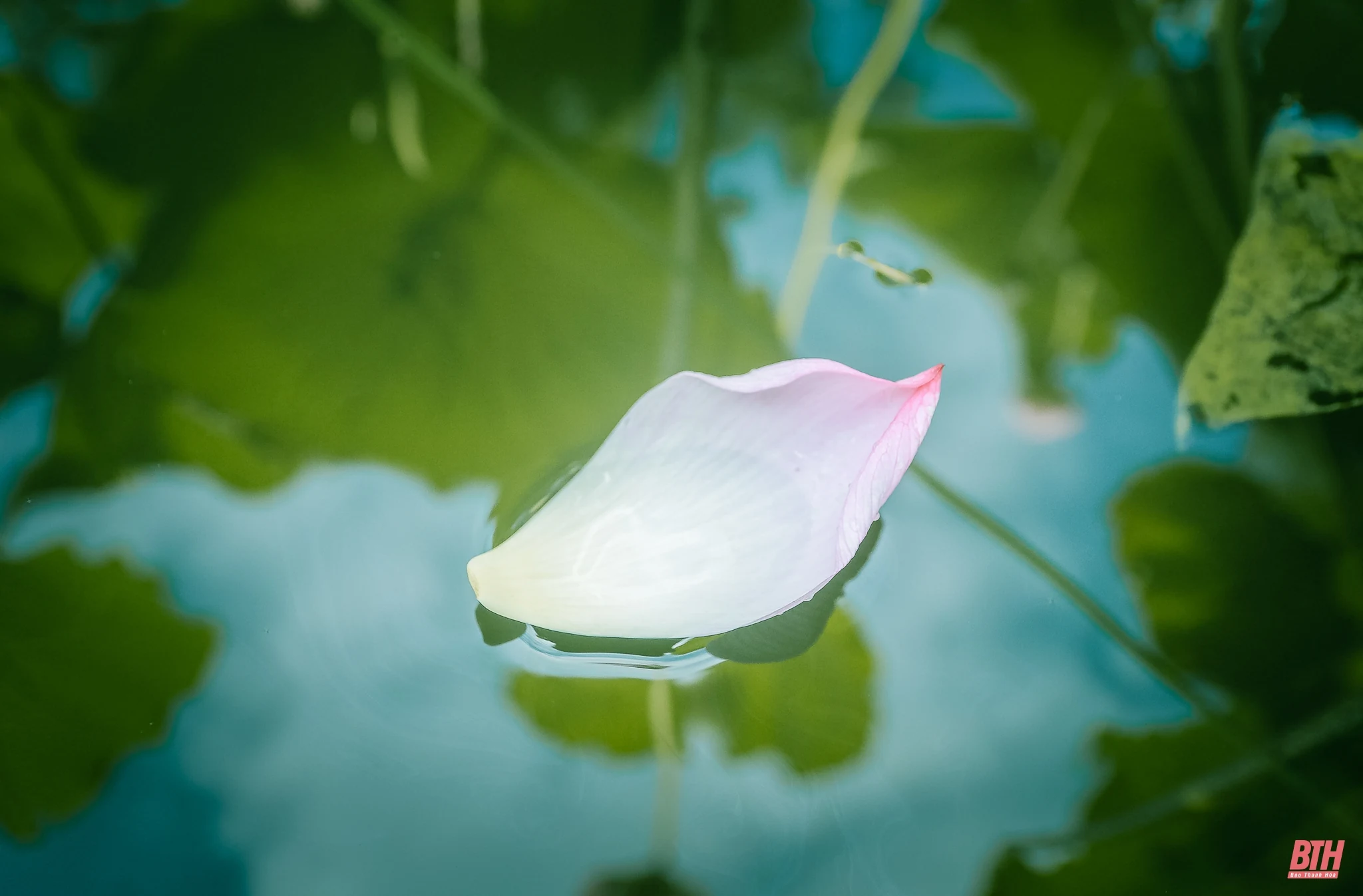 Cánh sen ngày hạ