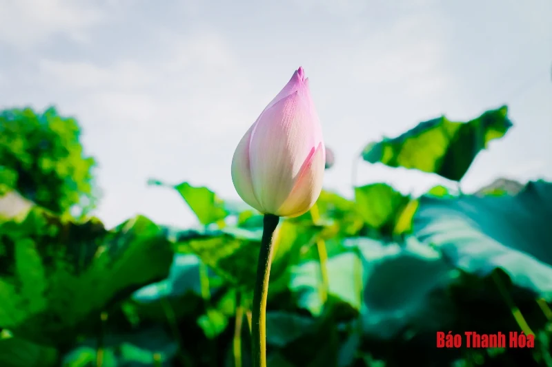 Cánh sen ngày hạ