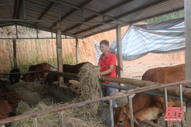 Giải pháp cho chăn nuôi gia súc ở các huyện miền núi