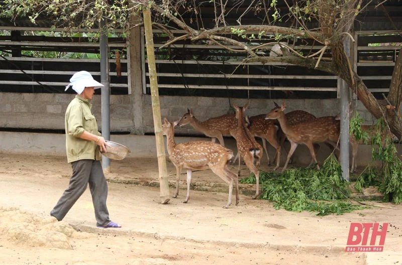 Triển vọng từ mô hình nuôi hươu tại huyện Như Thanh