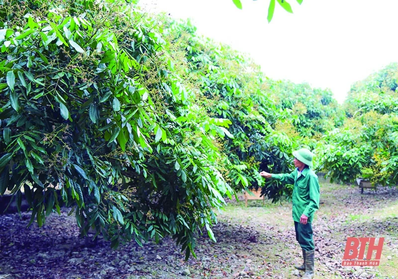 Để cây ăn quả phát triển bền vững: Tiềm năng phát triển cây ăn quả