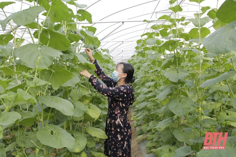 Phát triển kinh tế tập thể năng động, hiệu quả