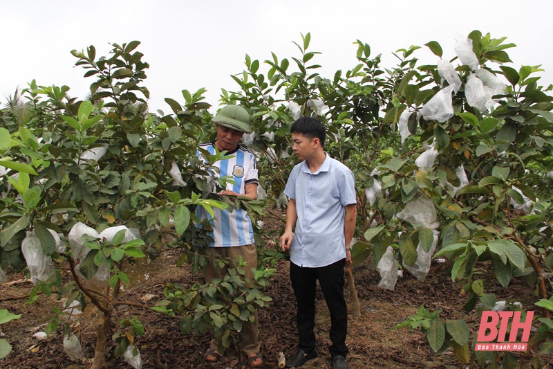Huyện Thạch Thành phát triển cây ăn quả theo hướng tập trung