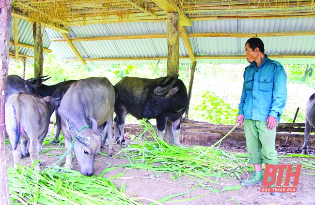 Phát triển chăn nuôi đại gia súc ở Như Xuân