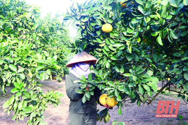 Huyện Thiệu Hóa phát triển nông nghiệp ứng dụng công nghệ cao