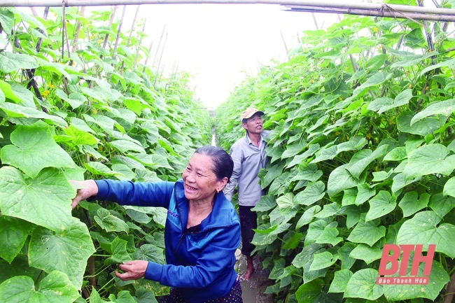 Chuyển đổi cơ cấu cây trồng - những vấn đề đặt ra: Cho một lộ trình bền vững