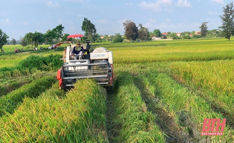 Nông dân trong tỉnh rộn ràng vào mùa gặt