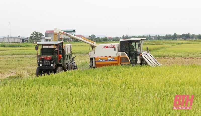 Nông dân trong tỉnh rộn ràng vào mùa gặt