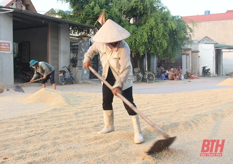 Nông dân trong tỉnh rộn ràng vào mùa gặt