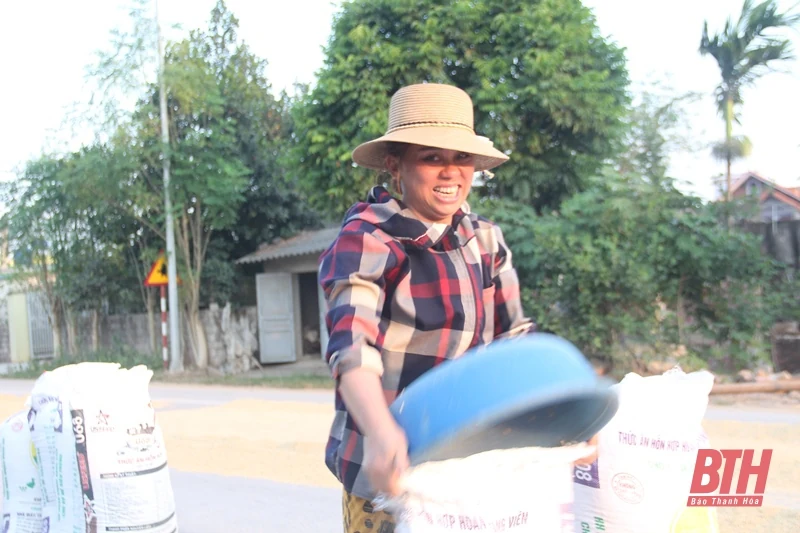 Nông dân trong tỉnh rộn ràng vào mùa gặt