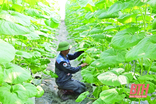 Huyện Thiệu Hóa phát triển nông nghiệp gắn với xây dựng nông thôn mới