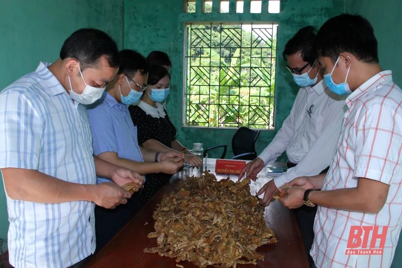 Hướng dẫn xây dựng măng khô Thanh Lâm thành sản phẩm OCOP