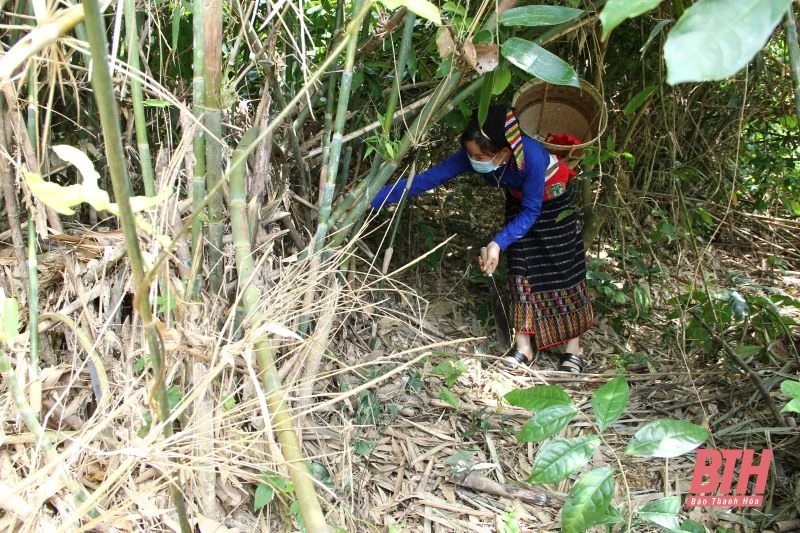 Hướng dẫn xây dựng măng khô Thanh Lâm thành sản phẩm OCOP
