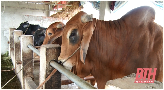 Huyện Thọ Xuân thực hiện quyết liệt các biện pháp phòng, chống dịch bệnh viêm da nổi cục ở trâu, bò