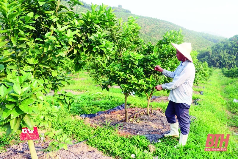Huyện Như Xuân phát triển cây ăn quả theo hướng tập trung