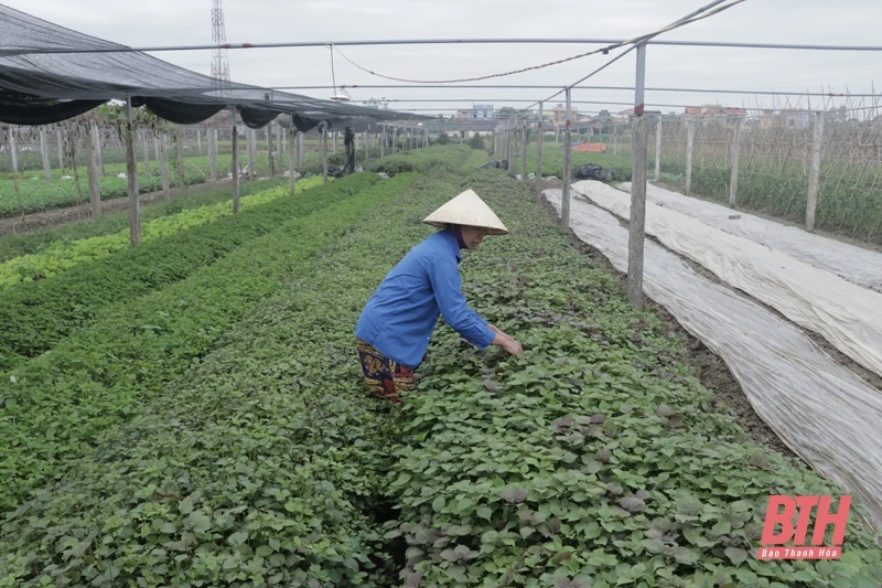 Huyện Thiệu Hóa phát triển nông nghiệp sạch, quy mô lớn