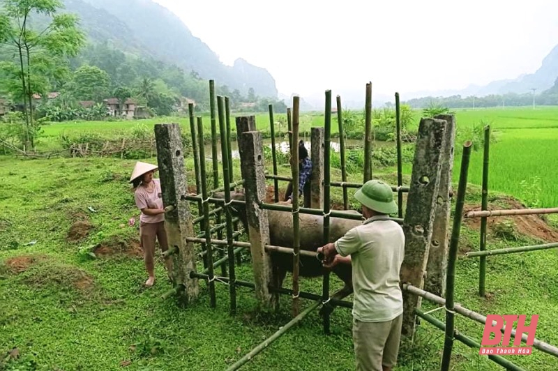Huyện Cẩm Thuỷ cơ bản khống chế được dịch bệnh viêm da nổi cục trên trâu, bò