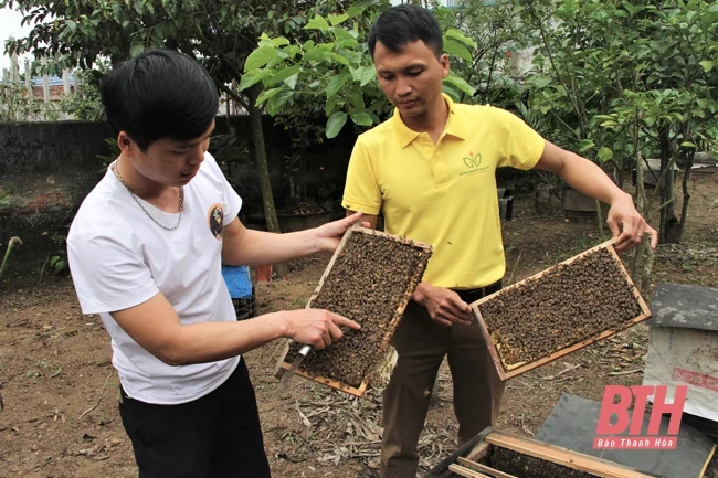 “Kỹ sư ong” nơi cửa biển Lạch Sung