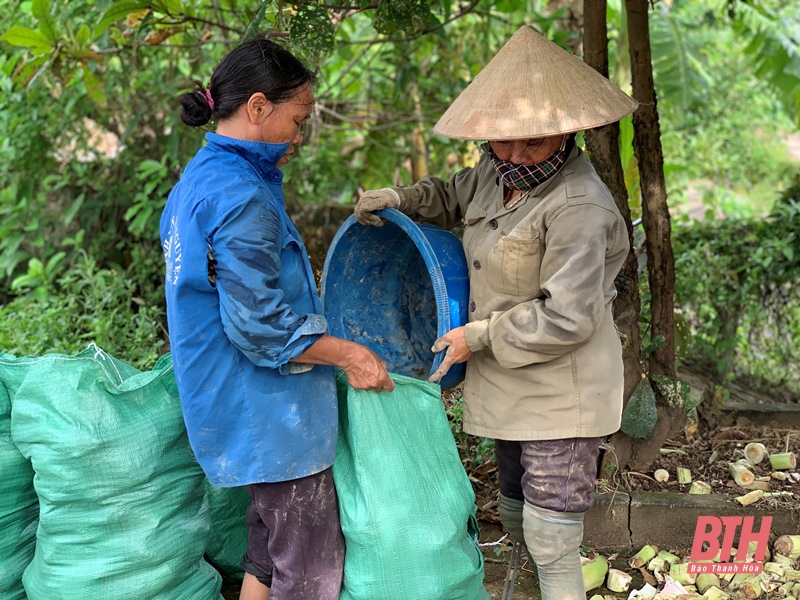 Niềm vui trên cánh đồng trồng khoai môn chỉ tím