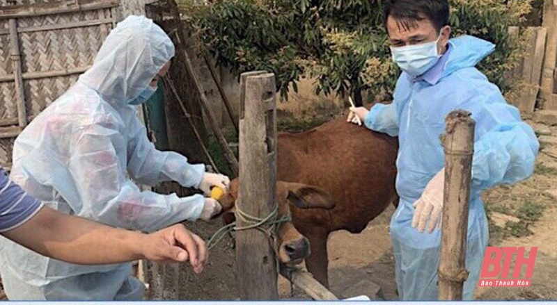 Quảng Xương có 4 xã công bố hết dịch viêm da nổi cục ở trâu, bò