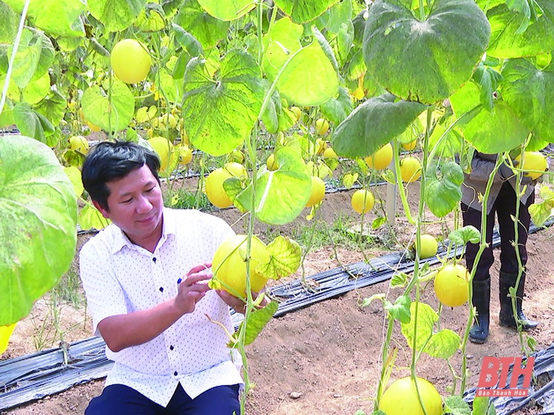 Phát triển nông nghiệp công nghệ cao ở huyện Quảng Xương