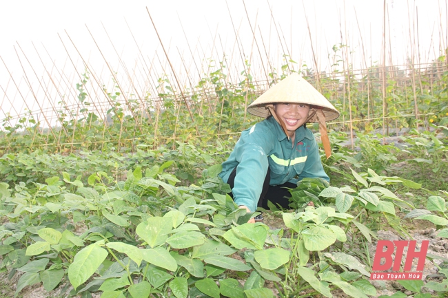 Huyện Vĩnh Lộc phát triển các sản phẩm nông nghiệp chủ lực