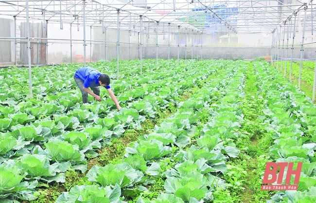 Trăn trở từ chủ đầu tư sản xuất nông nghiệp sạch