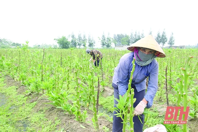 Phát triển cánh đồng mẫu lớn