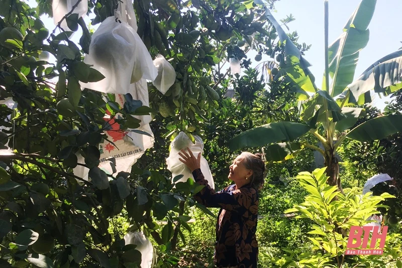 Sẵn sàng cho mùa quả ngọt