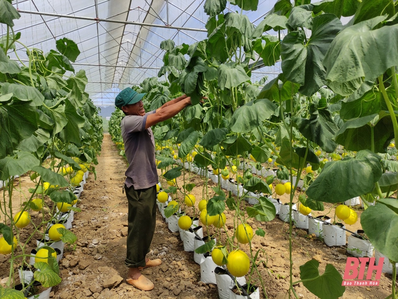 Nông nghiệp công nghệ cao ở xã Thọ Thanh