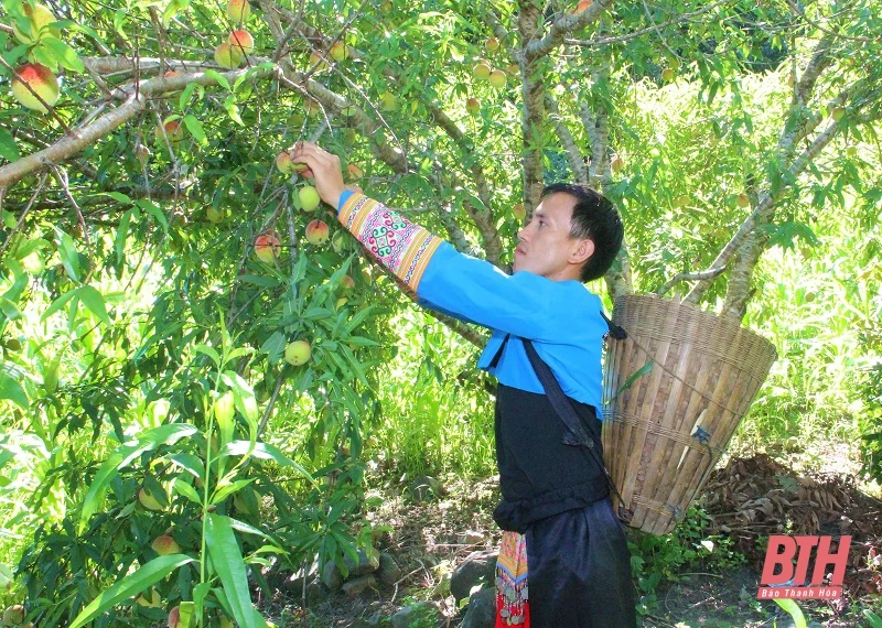 Pù Toong - bản đồng bào Mông đầu tiên “về đích” nông thôn mới