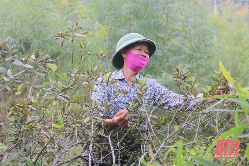 Mùa sim chín ở Trà La
