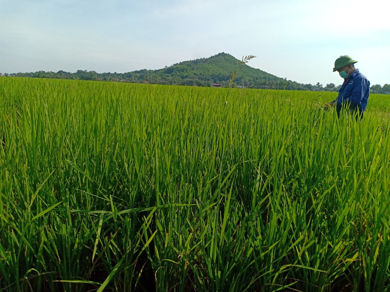 Nông Cống: Tiến hành thu hoạch lúa thu mùa gắn với đảm bảo tốt công tác phòng, chống dịch COVID-19
