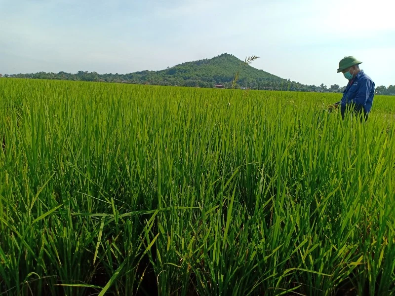 Nông Cống: Tiến hành thu hoạch lúa thu mùa gắn với đảm bảo tốt công tác phòng, chống dịch COVID-19