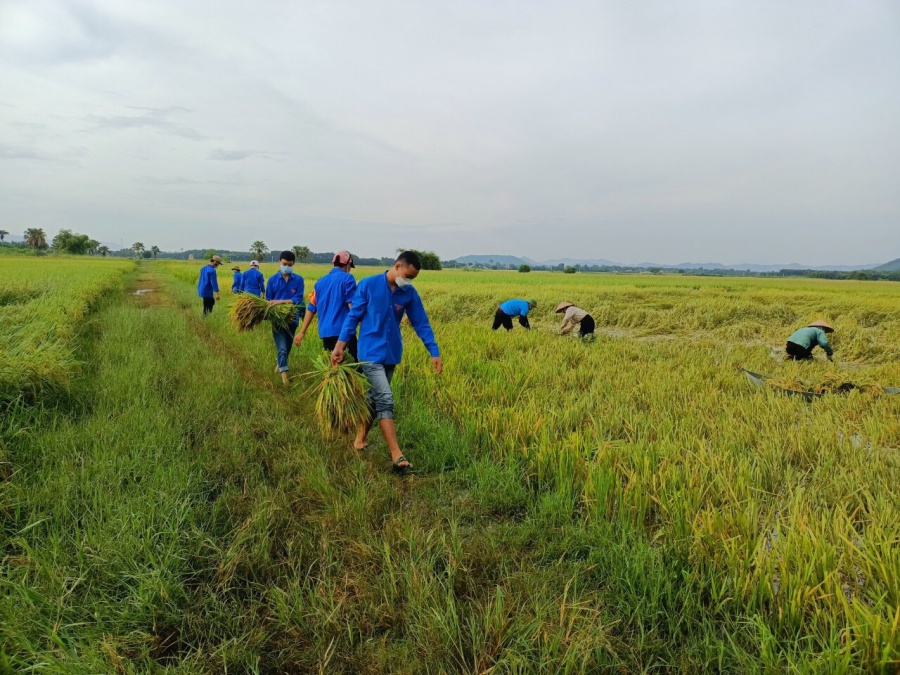 Màu áo xanh tình nguyện giúp dân thu hoạch lúa mùa tránh bão