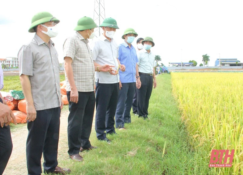 Phó Bí thư Tỉnh ủy Trịnh Tuấn Sinh kiểm tra, chỉ đạo phòng, chống bão Conson tại huyện Triệu Sơn và Đông Sơn