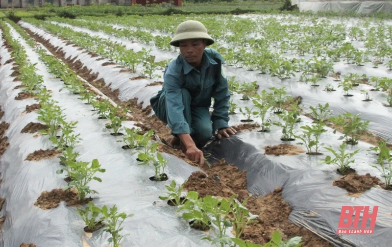 Cung cấp thông tin về 15 đơn vị có nhu cầu liên kết sản xuất và bao tiêu sản phẩm nông sản vụ đông 2021-2022